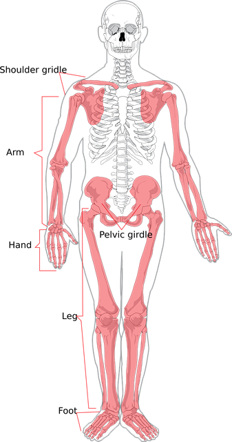 Osteoporoza w erze biohackingu: Czy możemy zhakować nasze kości, aby stały się niezniszczalne?